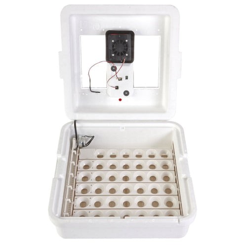 Little giant egg - egg, incubator